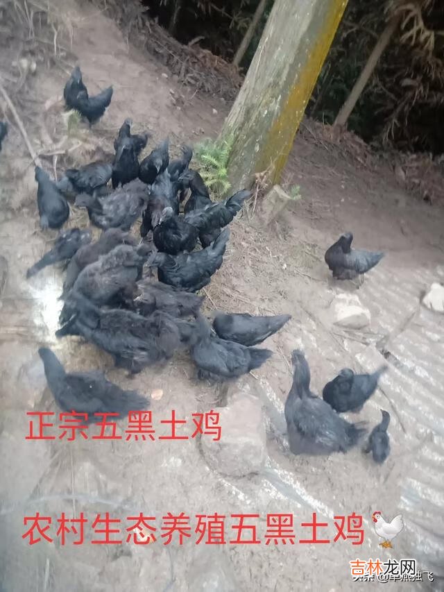 我的世界最适合养什么动物(在我的世界里养什么动物最好)