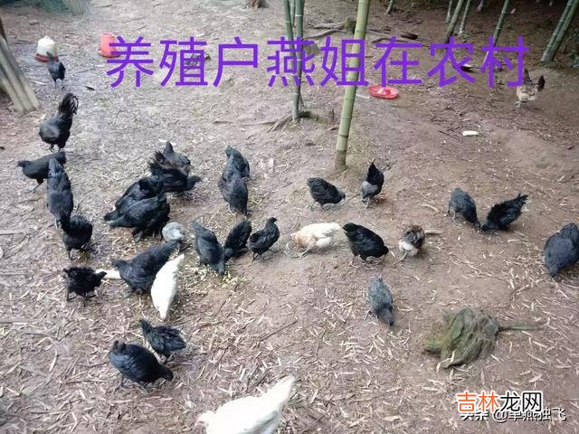 我的世界最适合养什么动物(在我的世界里养什么动物最好)