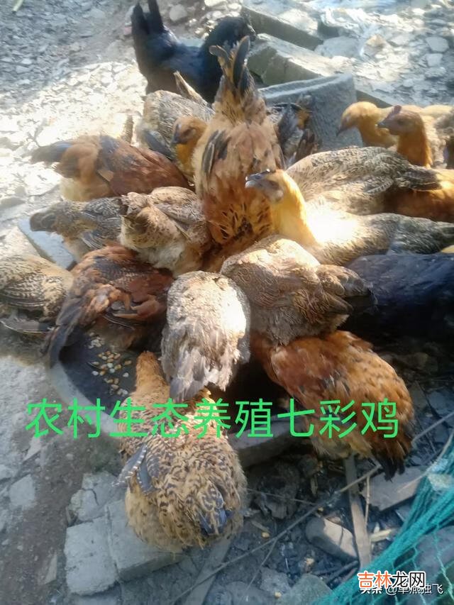 我的世界最适合养什么动物(在我的世界里养什么动物最好)