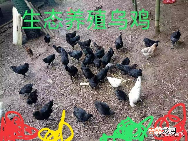 我的世界最适合养什么动物(在我的世界里养什么动物最好)