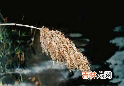 2020电脑cpu性能天梯图-组装电脑?