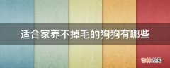 适合家养不掉毛的狗狗有哪些?