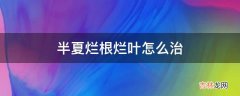 半夏烂根烂叶怎么治?