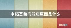 水稻恶苗病发病原因是什么?