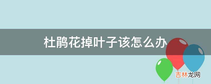 杜鹃花掉叶子该怎么办?