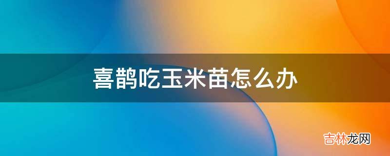 喜鵲吃玉米苗怎麽辦?