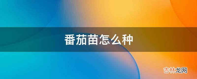 番茄苗怎麽種?