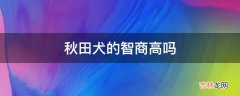 秋田犬的智商高吗?