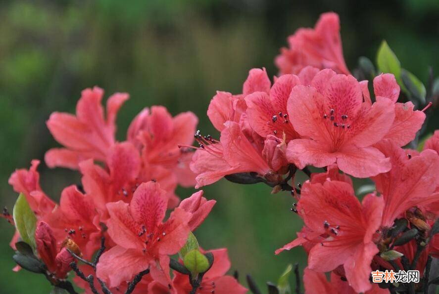 昆明四大名花是什么?