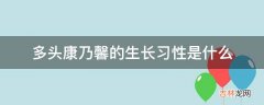 多头康乃馨的生长习性是什么?