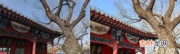 荣耀v40评测_荣耀v40手机怎么样
