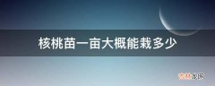 核桃苗一亩大概能栽多少?