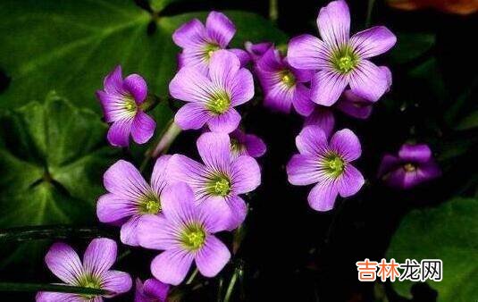 哪些花常年都开花?