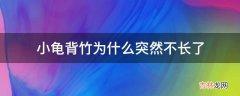 小龟背竹为什么突然不长了?