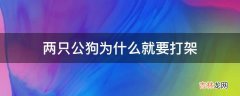 两只公狗为什么就要打架?