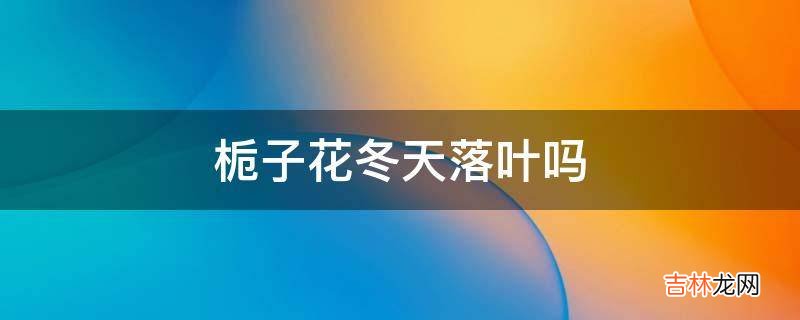 栀子花冬天落叶吗?