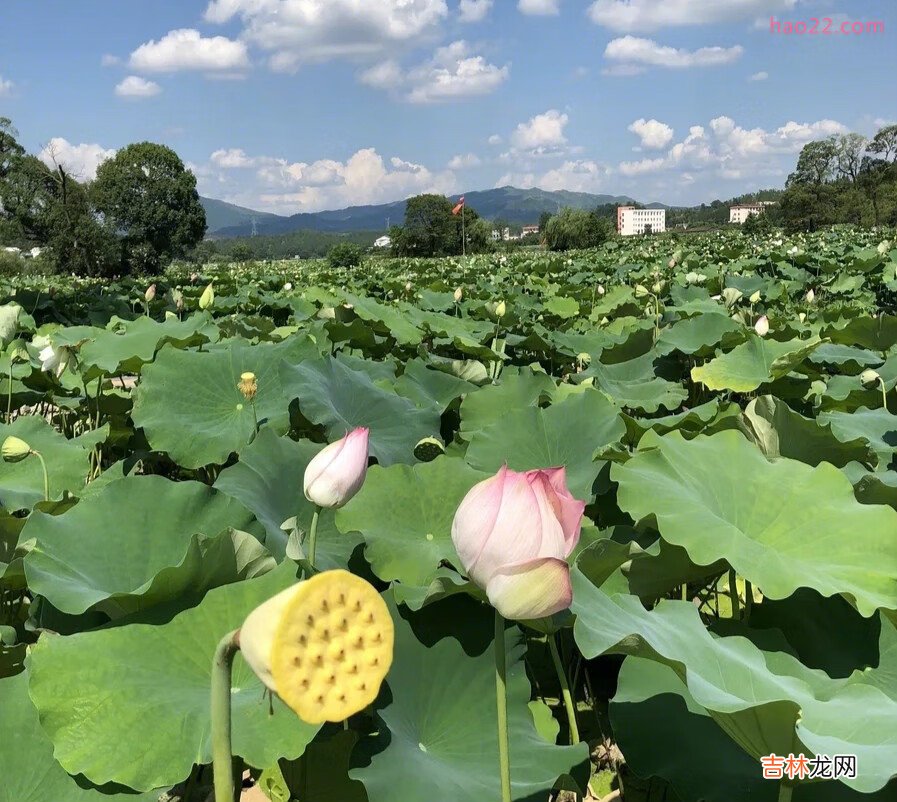 荷花粉的功效与作用具体如下： 1、荷花粉能祛皱增白、补气活血、润燥通便。