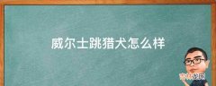 威尔士跳猎犬怎么样?