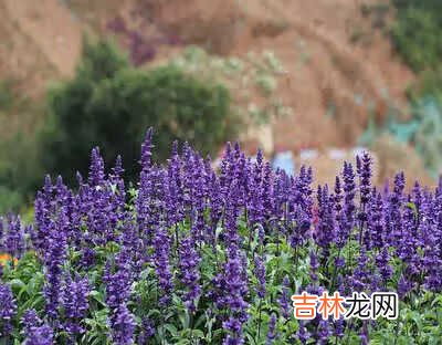 中国女排三连冠资料 中国女排时间
