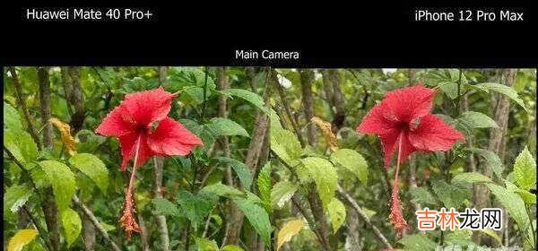 华为Mate40Pro+和iPhone12ProMax拍照对比_华为Mate40Pro+和iPhone12ProMax拍照区别