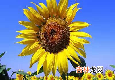 PHOTOSHOP中替换颜色在哪里 ps颜色替换