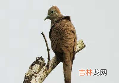PHOTOSHOP中替换颜色在哪里 ps颜色替换