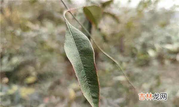 vivox60pro+拍照评测_vivox60pro+拍照效果怎么样