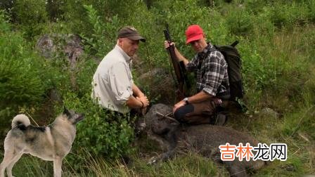 如何猎打野猪(成年人打野猪有多厉害)
