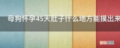 母狗怀孕45天肚子什么地方能摸出来?