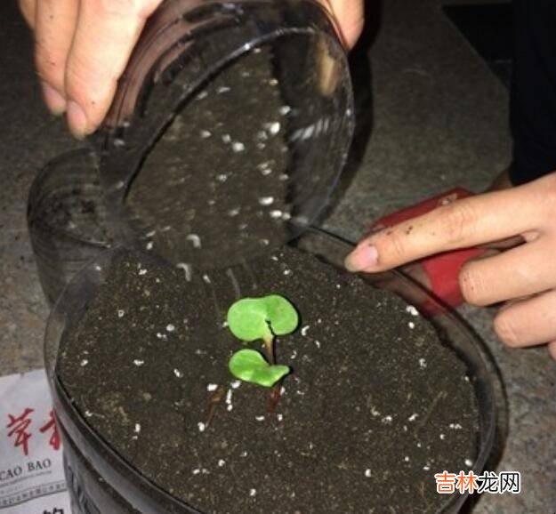 废油桶怎样做花盆?