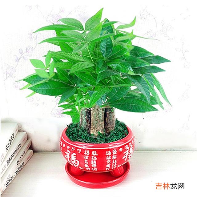 摇钱树苗怎么照顾(摇钱树苗多久种一次)