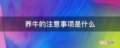 养牛的注意事项是什么?