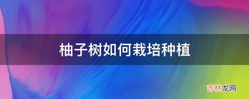 柚子樹如何栽培種植?