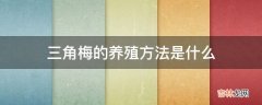 三角梅的养殖方法是什么?