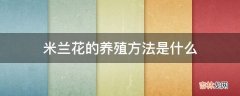 米兰花的养殖方法是什么?