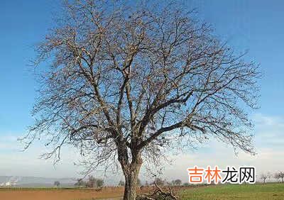 新东方唐宁简介 新东方唐宁年龄