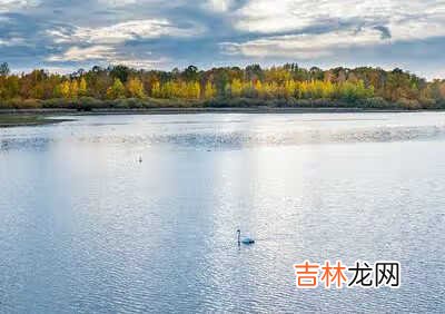 新东方唐宁简介 新东方唐宁年龄