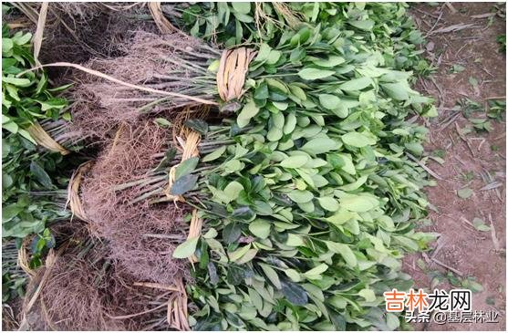 现在买苗能种活吗怎么种(现在适合种什么苗)