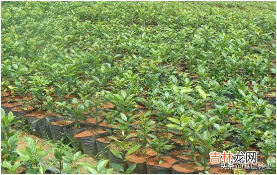 现在买苗能种活吗怎么种(现在适合种什么苗)