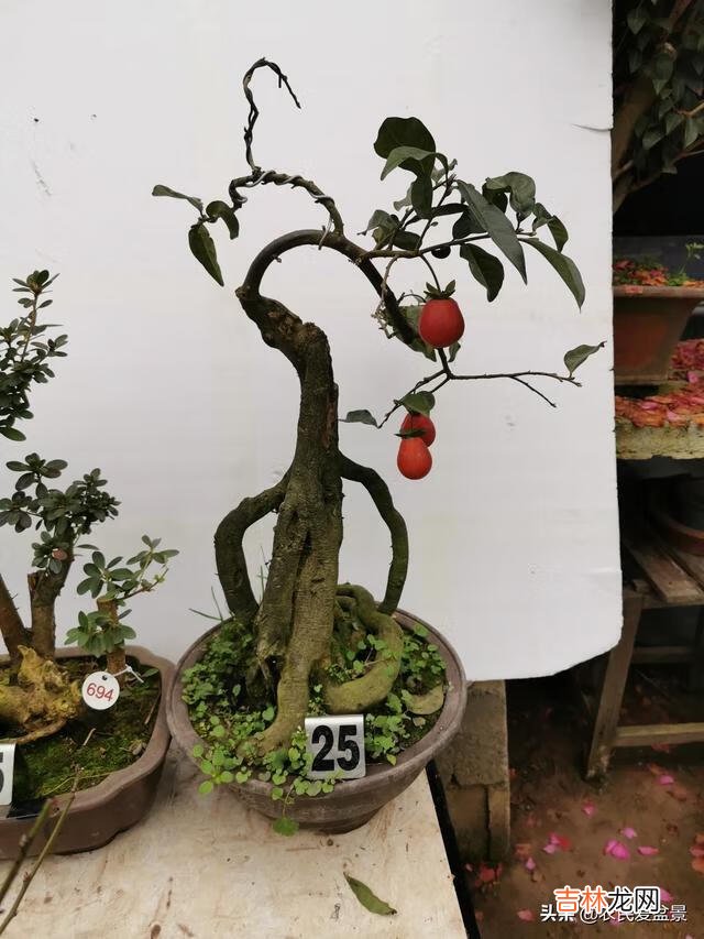 现在买苗能种活吗怎么种（现在适合种什么苗)