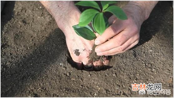 网上买的树苗怎么才能栽活（树苗超过10天容易栽活吗)