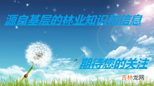网上买的树苗怎么才能栽活（树苗超过10天容易栽活吗)