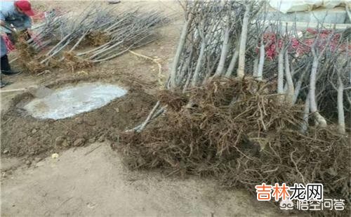 苹果树苗怎么种植成活率高啊（苹果的种植范围)