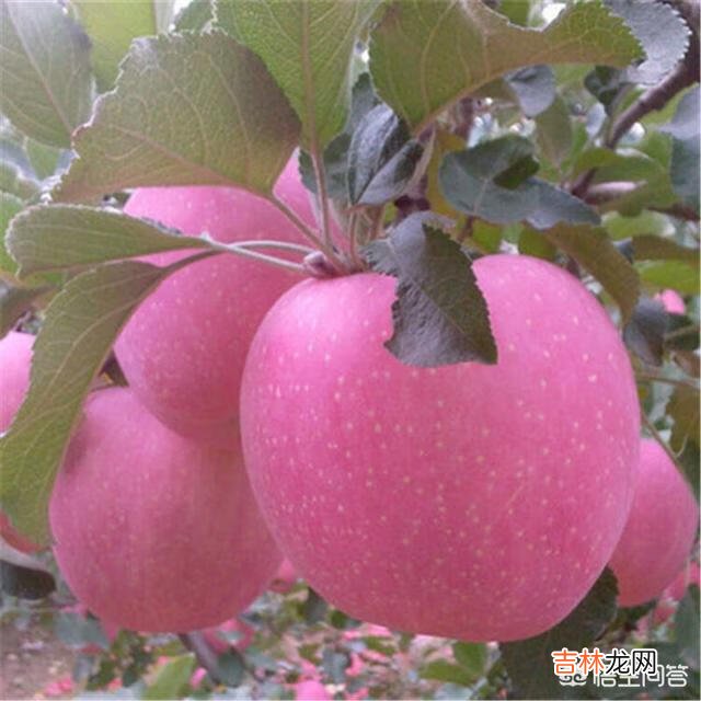 苹果树苗怎么种植成活率高啊（苹果的种植范围)