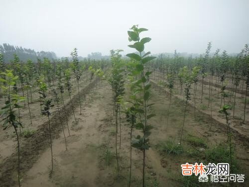 苹果树苗怎么种植成活率高啊（苹果的种植范围)