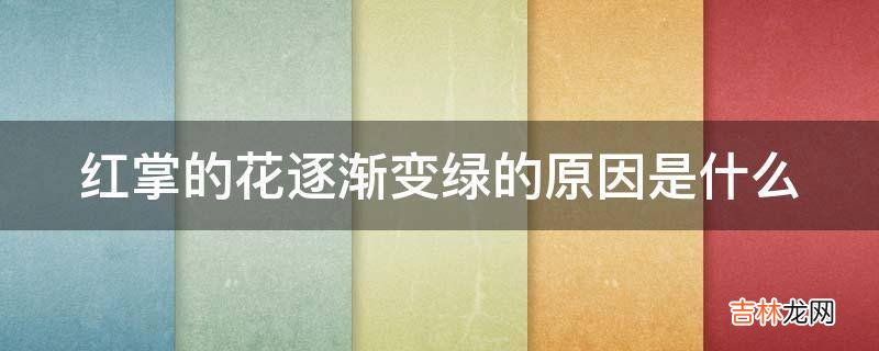 红掌的花逐渐变绿的原因是什么?