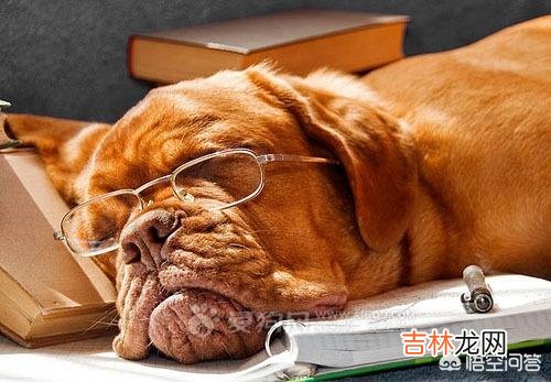 狗粮有哪些分类怎么选(口碑最好的狗粮)