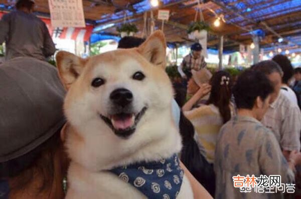 如何选择一款适合狗狗的好狗粮（10年多了的狗狗适合吃哪个狗粮)