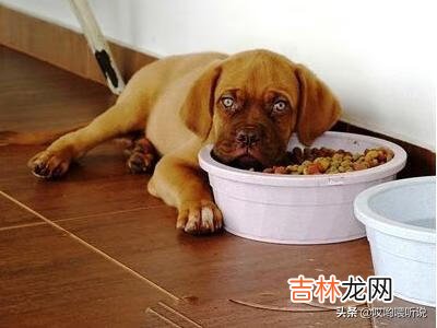 如何选择一款适合狗狗的好狗粮（10年多了的狗狗适合吃哪个狗粮)