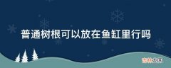 普通树根可以放在鱼缸里行吗?